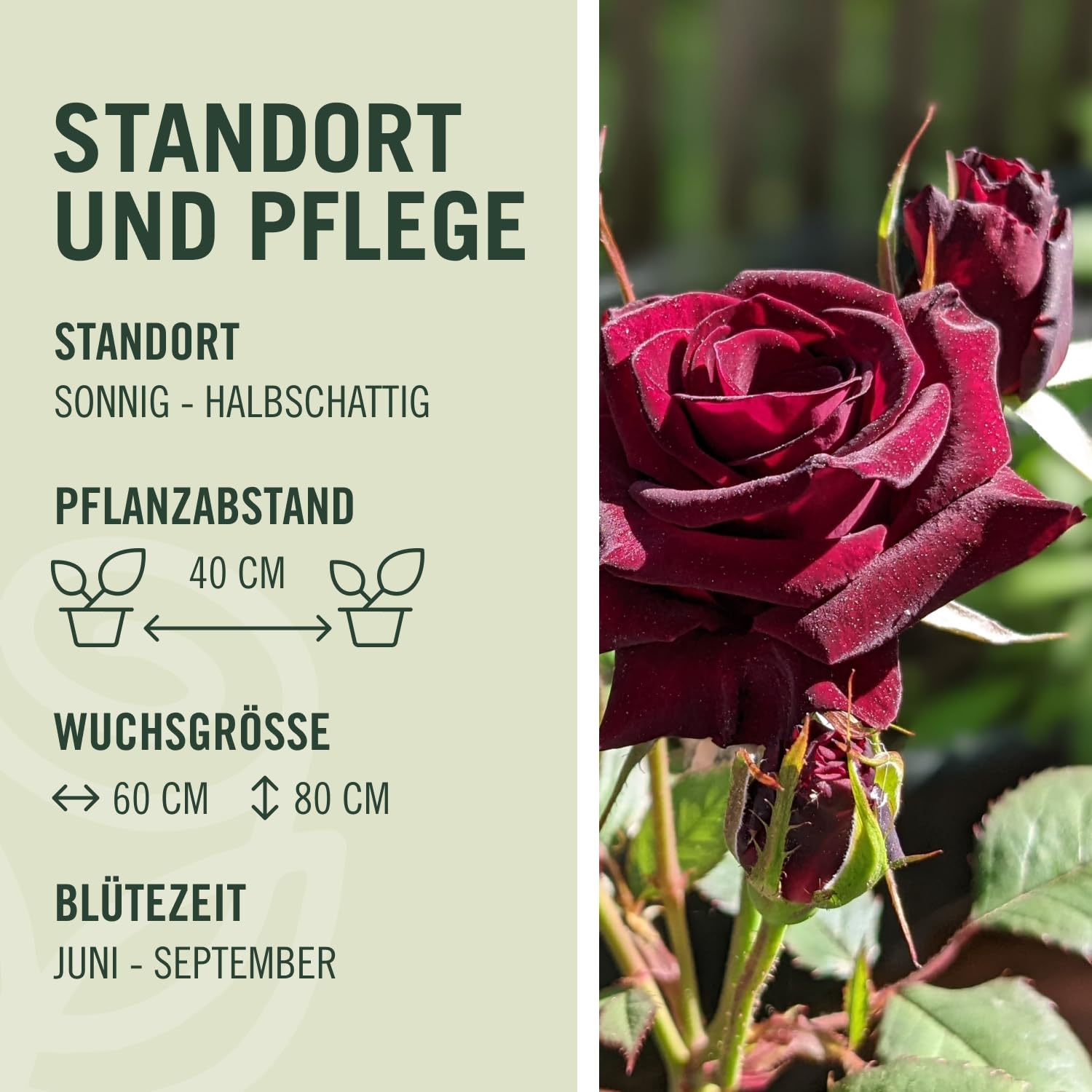 Edelrose Black Baccara in Schwarz-Rot - Duftrose winterhart - Rose mittel-stark duftend im 5 Liter Container von Garten Schlüter - Pflanzen in Top Qualität