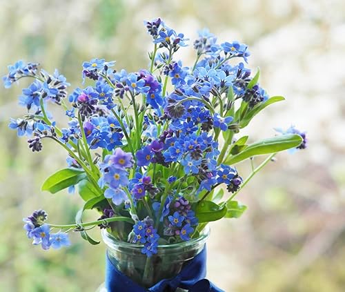 Miniatura 4 de Juego de 50 semillas Forget-Me-Not, selladas individualmente, paquetes de semillas diseñados especialmente, semillas sin OMG y reliquia, celebra la