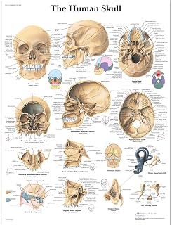 3B Scientific VR1131L Glossy Laminated Paper Human Skull Anatomical Chart, Poster Size 20-Inch Widthx26-Inch Height