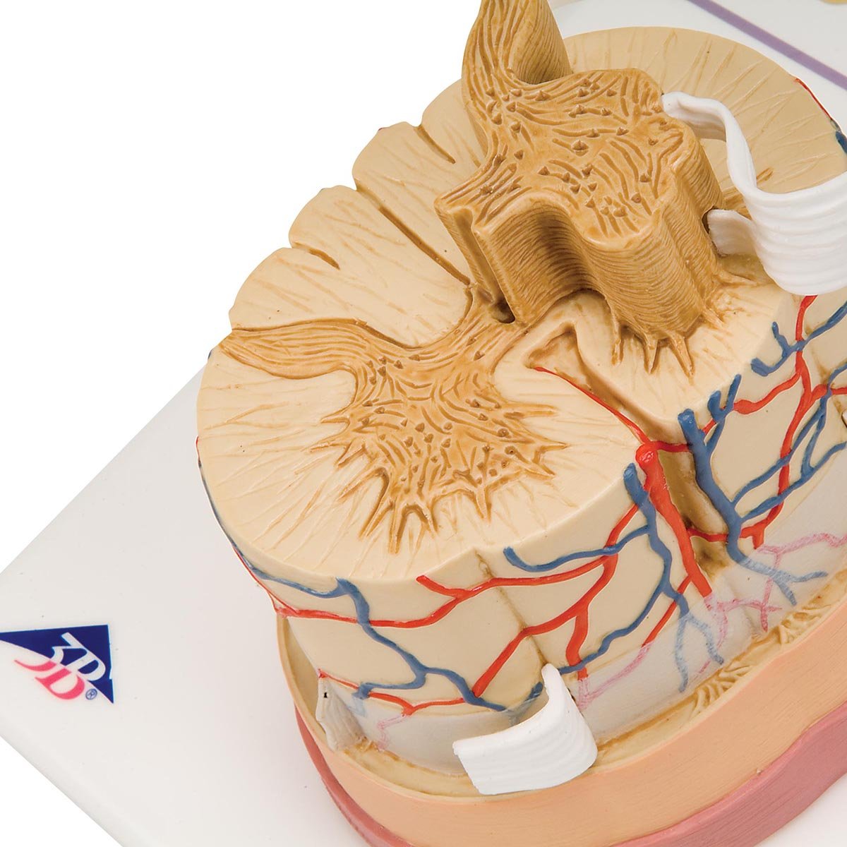 3B Scientific C41 Spinal cord With Nerve Branches - 3B Smart Anatomy