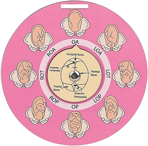 Miniatura 9 de Herramienta de posición fetal de partera, rueda de posición fetal para estudiantes, matrona, doctora, Doula, herramientas educativas para el parto,