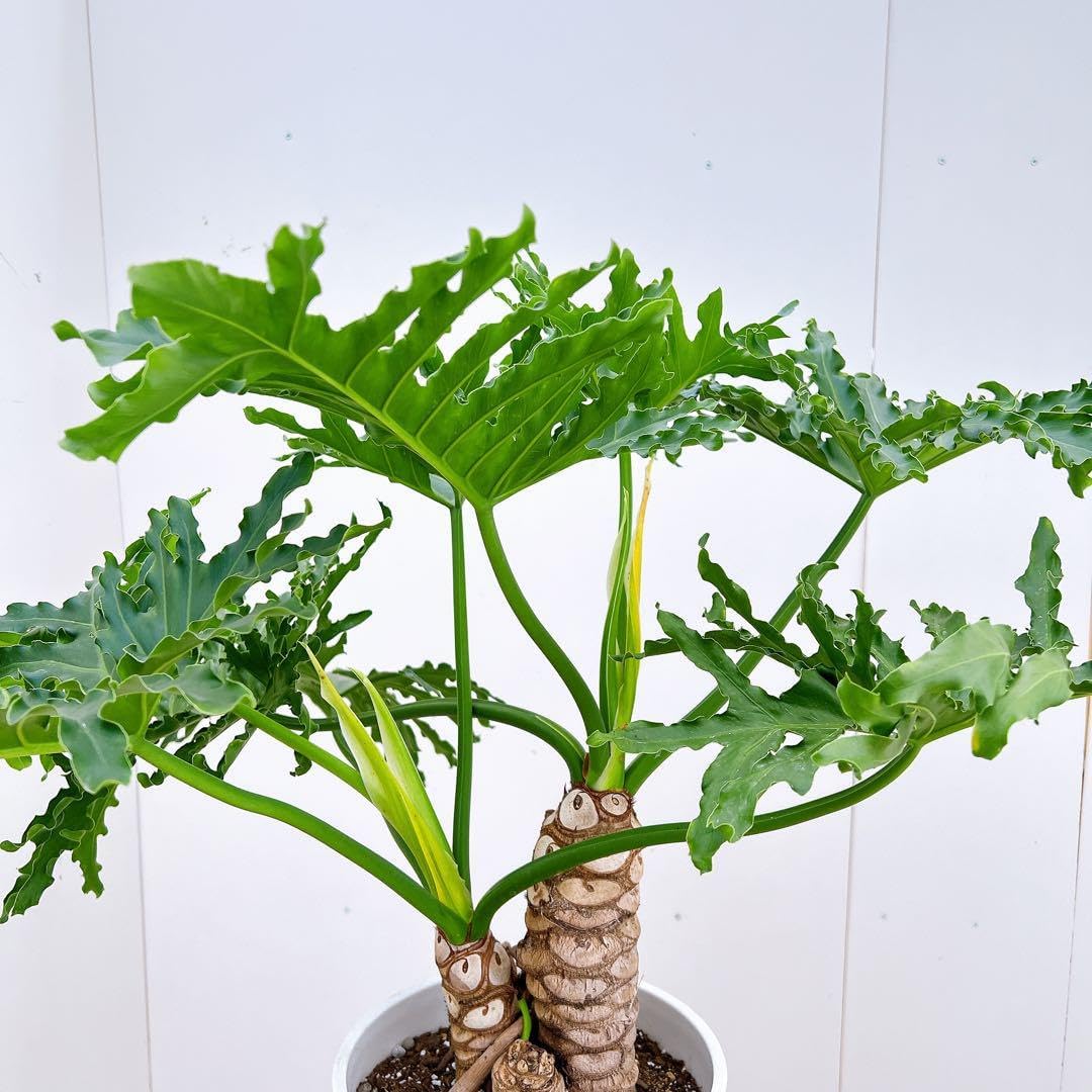 現品　フィロデンドロン　ホープ　幹上がり　根上がり　観葉植物　ドライガーデン 1点もの】フィロデンドロン セローム 根上がり 幹上がり 10号