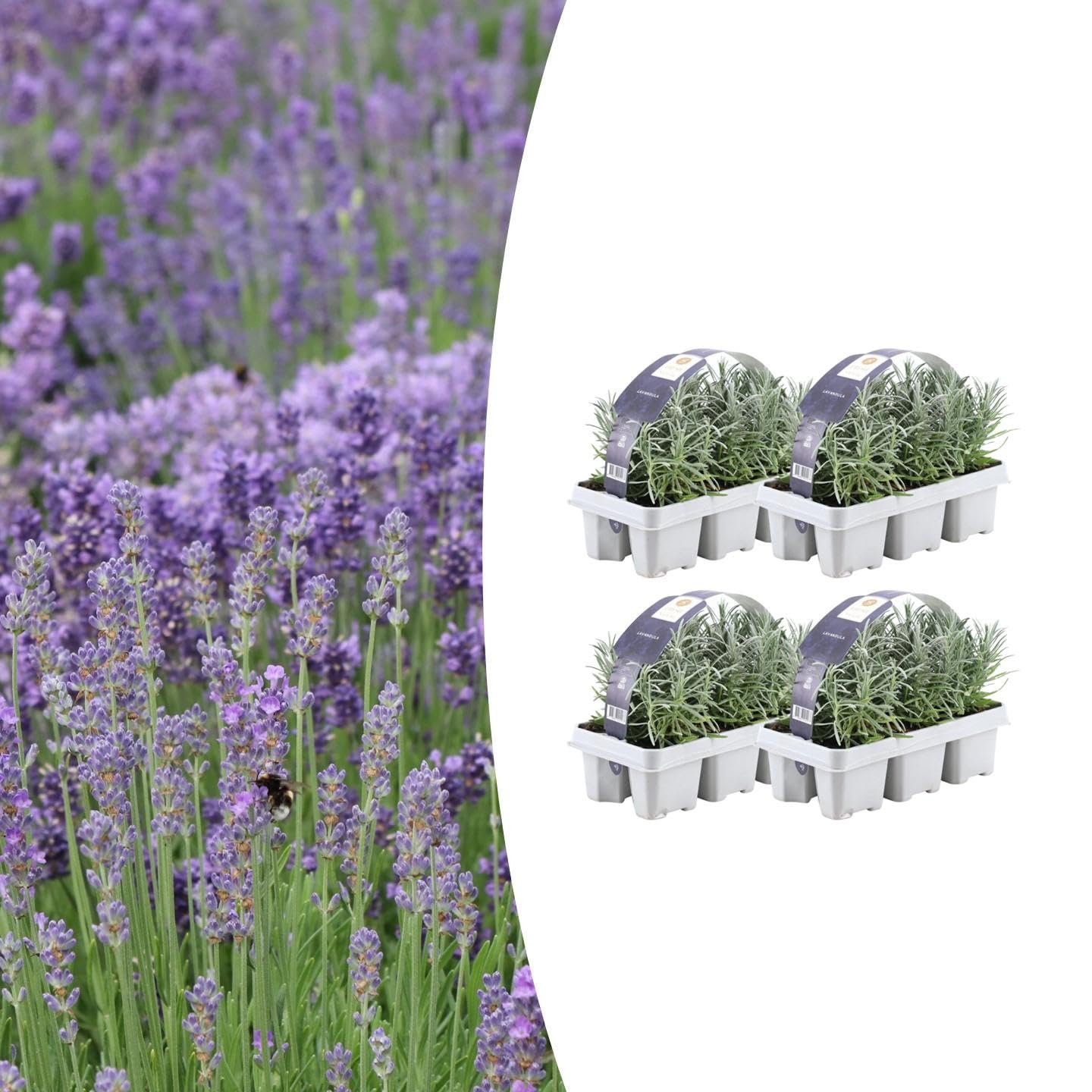 Lavanda Angustifolia Profumata, per Giardino, Viola, Set da 24 Pezzi 7 cm