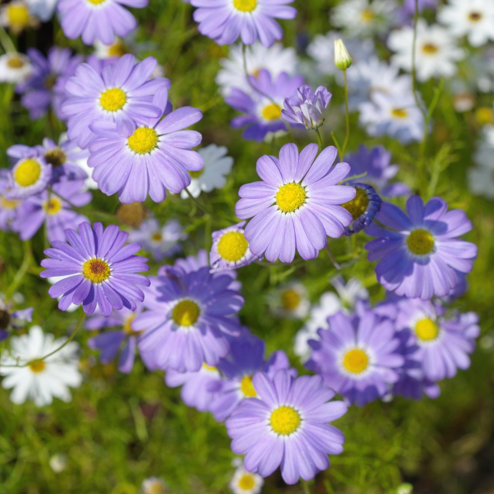 Grow Your Secret Garden Erigeron Azure Fairy Seeds