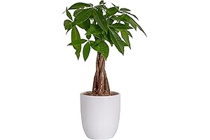 Costa Farms Money Tree: Bring Fortune into Your Home with This Lush Indoor Plant
