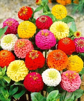 Seeds Zinnia Elegans Lilliput Mix Dwarf Midget Annual Flowers for Planting Non GMO