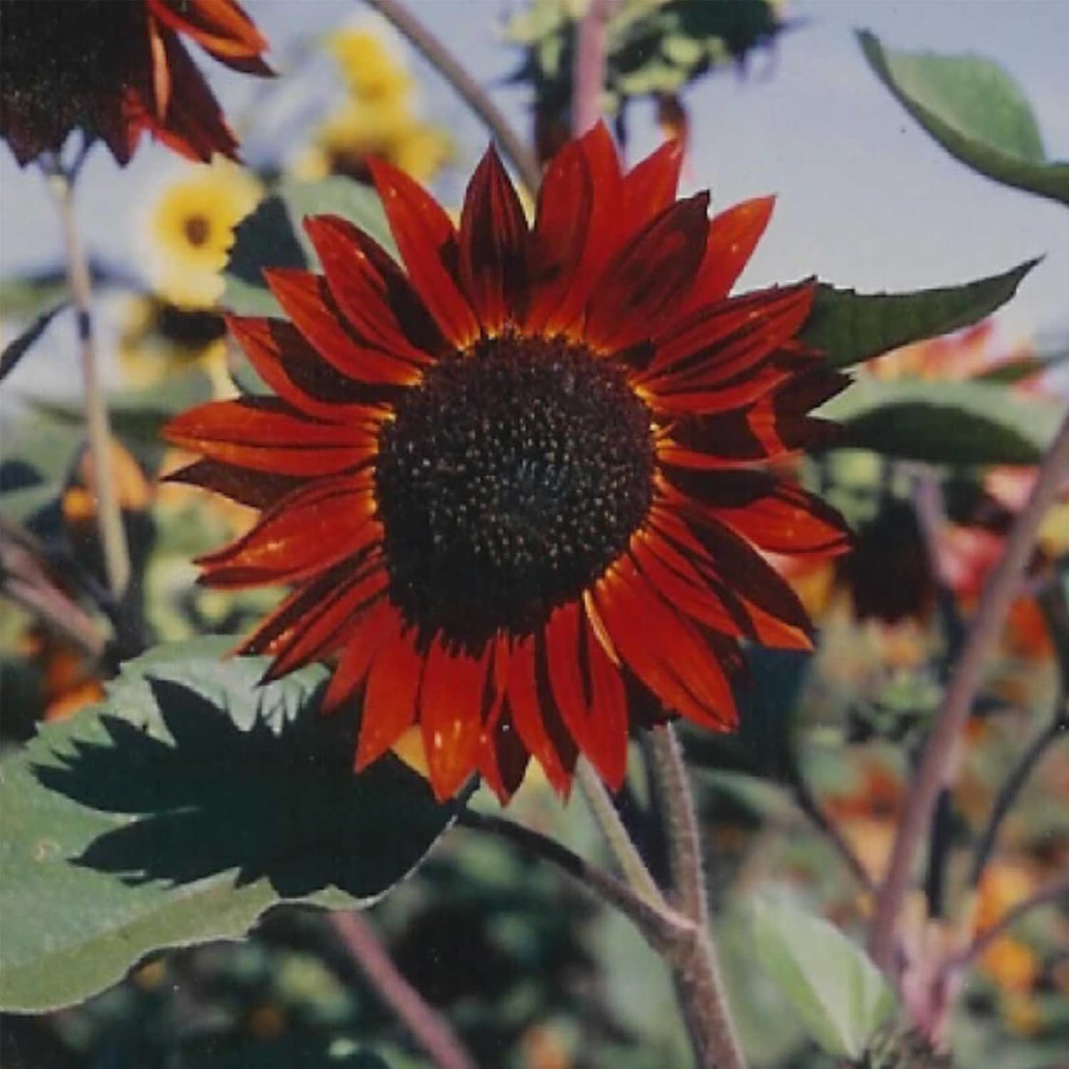 Sunflower Flower Garden Seed - Velvet Queen - 1 Lb - Annual Wildflower Gardening Seeds - Mountain Valley Seeds