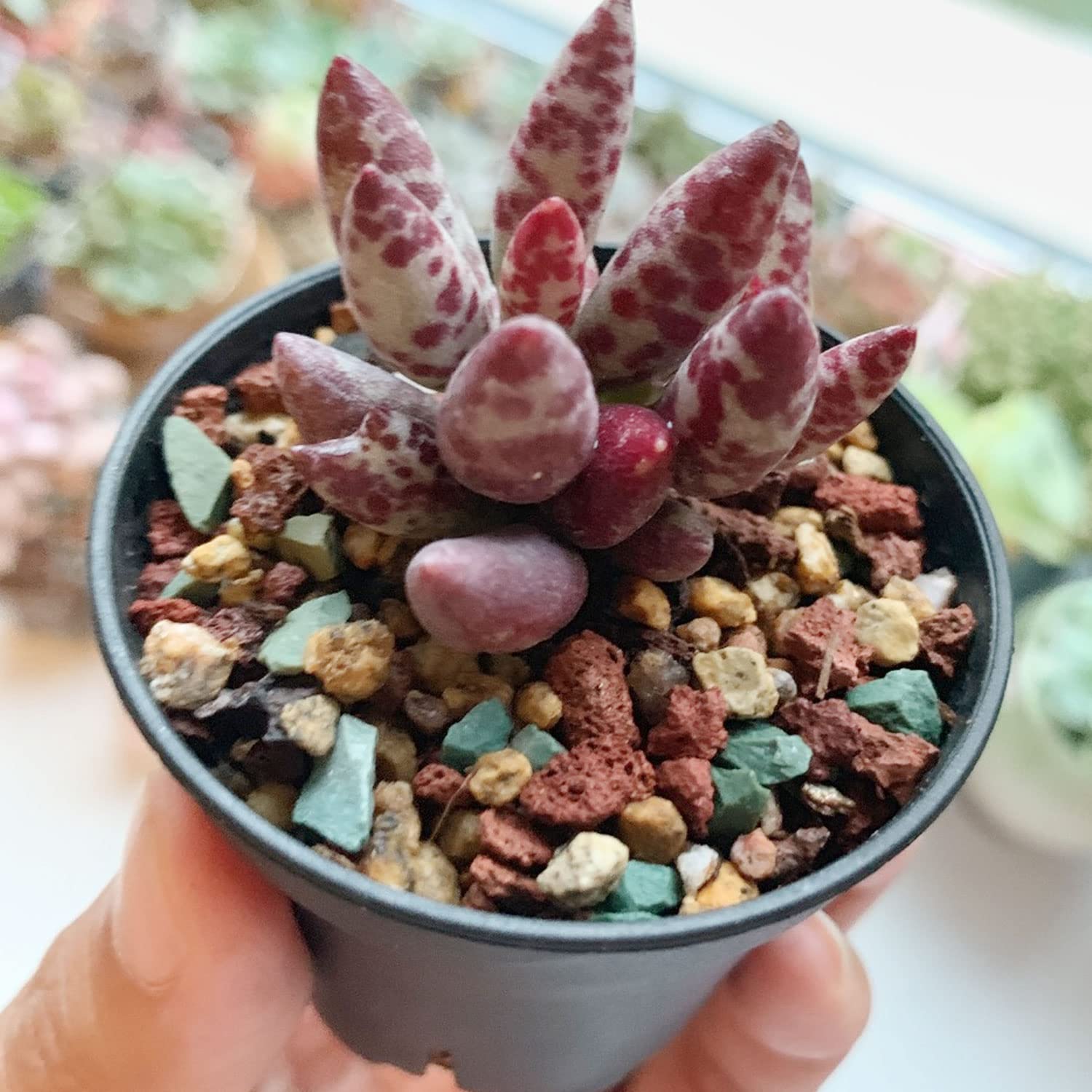 Mélange Pierres De Lave Horticole 1kg - Pierres Volcaniques Pour Cactus, Succulentes, Bonsaï Et Terrarium, Drainage Parfait