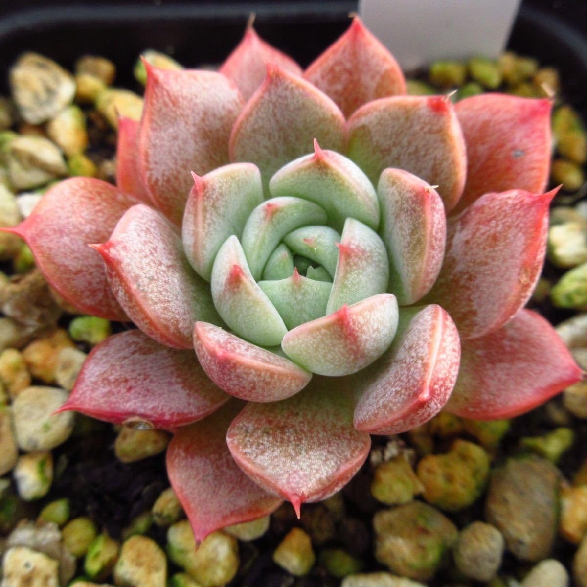 Amazon.co.jp: ！！多肉植物 マルーンヒル 韓国苗 美苗 農園直売 観葉