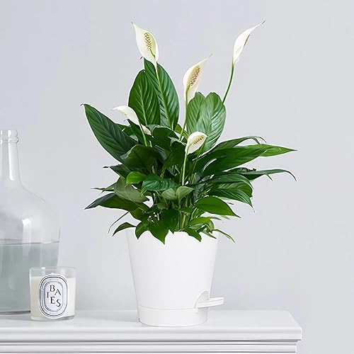 Miniatura 7 de Juego de 5 macetas de 5 pulgadas con riego automático, maceta para violetas africanas con agujeros de drenaje y reservorio, maceta de plástico