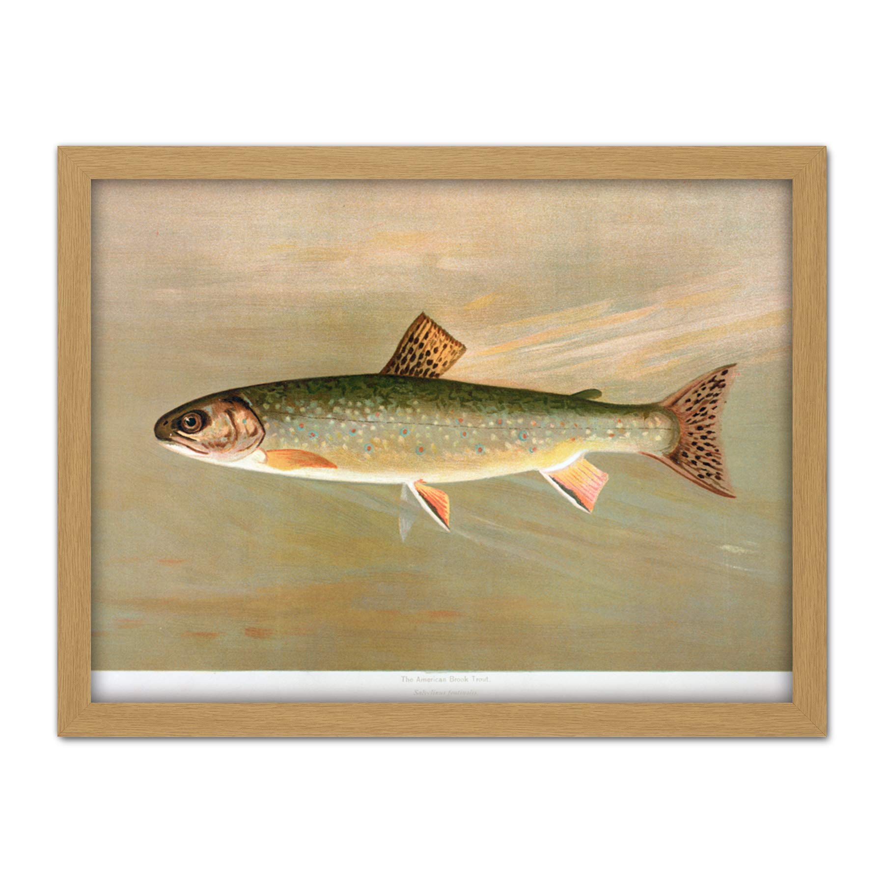 Artery8 Petrie North American Fishes Brook Trout Illustration Artwork Framed Wall Art Print 18X24 Inch