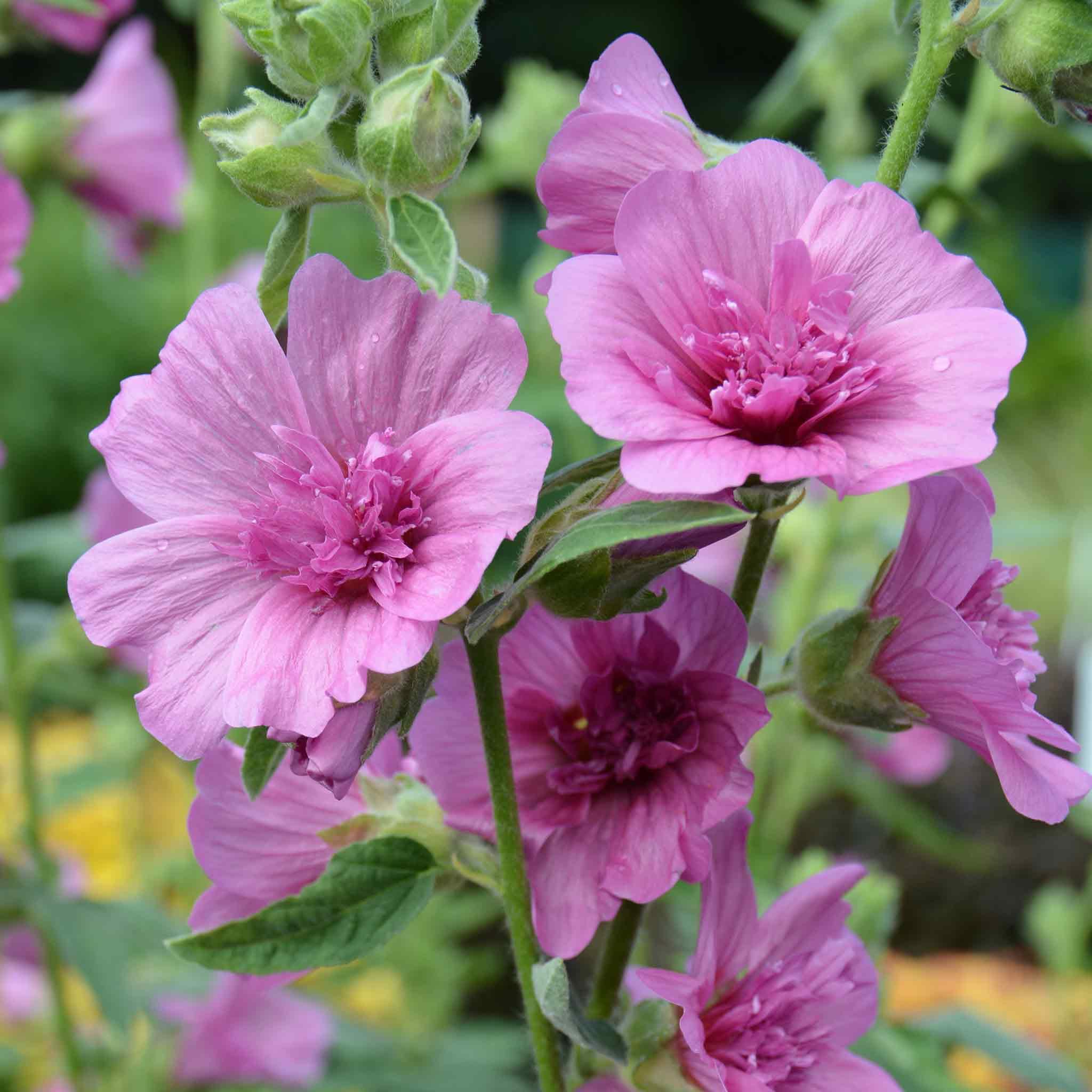 Lavatera 'Princess Pink' - Dwarf Double-Flowered Pink Shrub 3 x 9cm