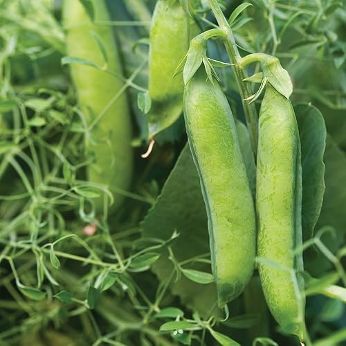Vista 19 de Burpee Sugar Snap Pea Seeds 300 semillas