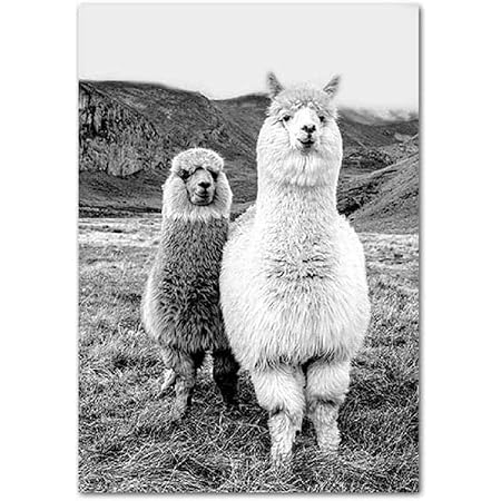 Lustige Pfirsich-Alpaka Leinwand-Kunst - Tier Poster Für Wohnzimmer & Kinderzimmer