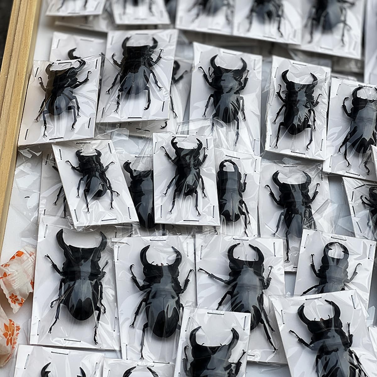 Echte Hirschkäfer-Exemplare Natürliche Insektensammlung für Kinder Verschiedene in Harz konservierte Wissenschaftsklassenzimmer-Exemplare