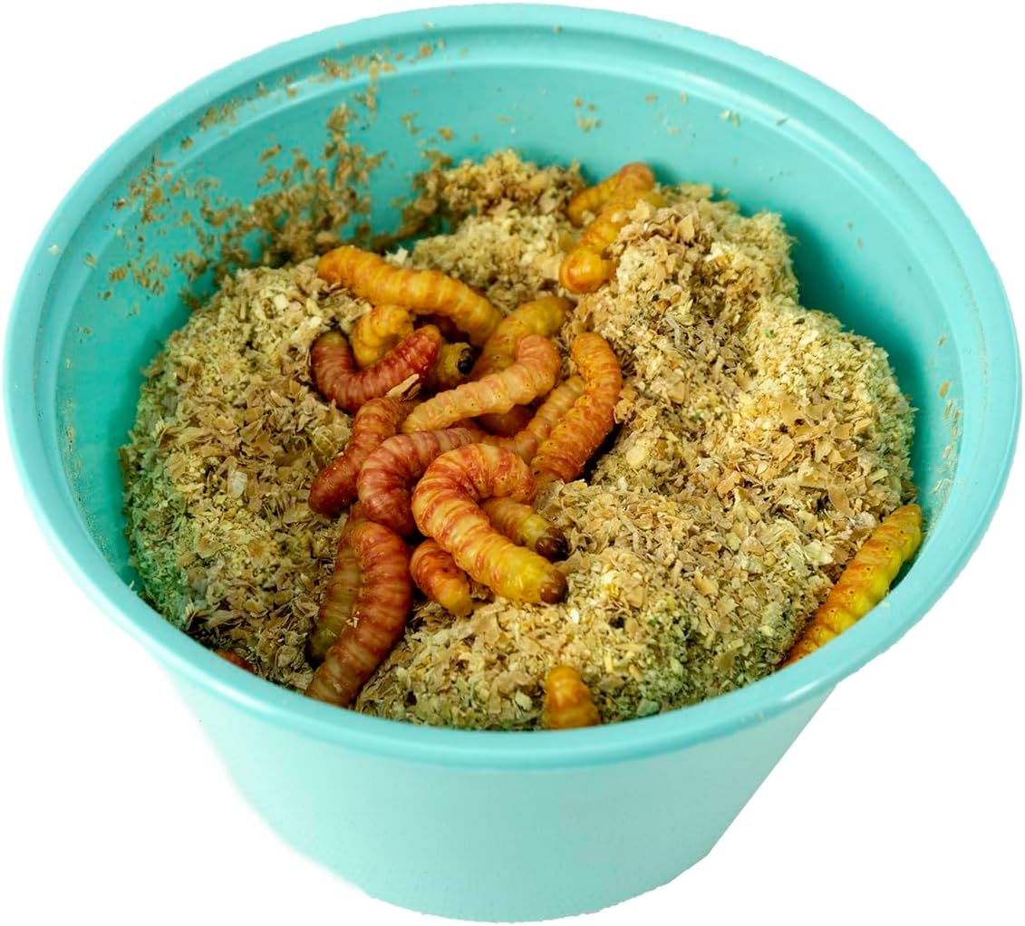 Josh's Frogs Butterworms (25 Count) for Reptiles, Amphibians & Arachnids