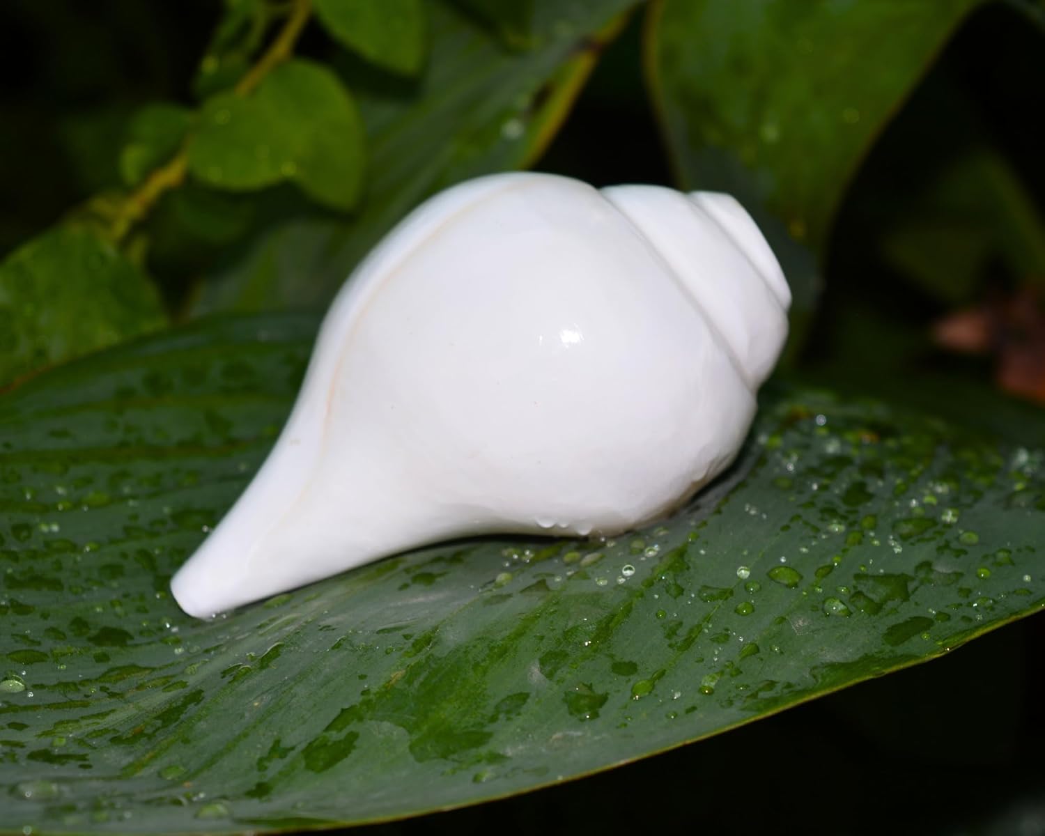 Blowing Sound Shankh for Worship Pooja 4" Inch Poojan Shankh Sacred Shell Navratri Pooja Lord Krishna Shankh Conch Shell