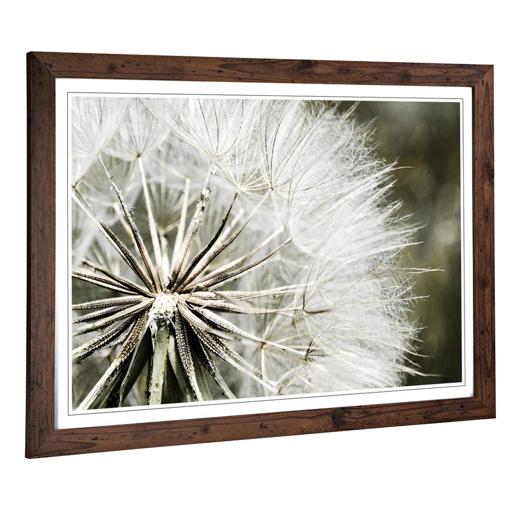 Big Box Art Framed Print of Flower Dandelion Seeds (4) Design | Wall Art Picture | Home Decor for Kitchen, Living, Dining Room, Bedroom, Hallway, Office, Walnut, A2 / 24.5x18 Inch / 62x45cm