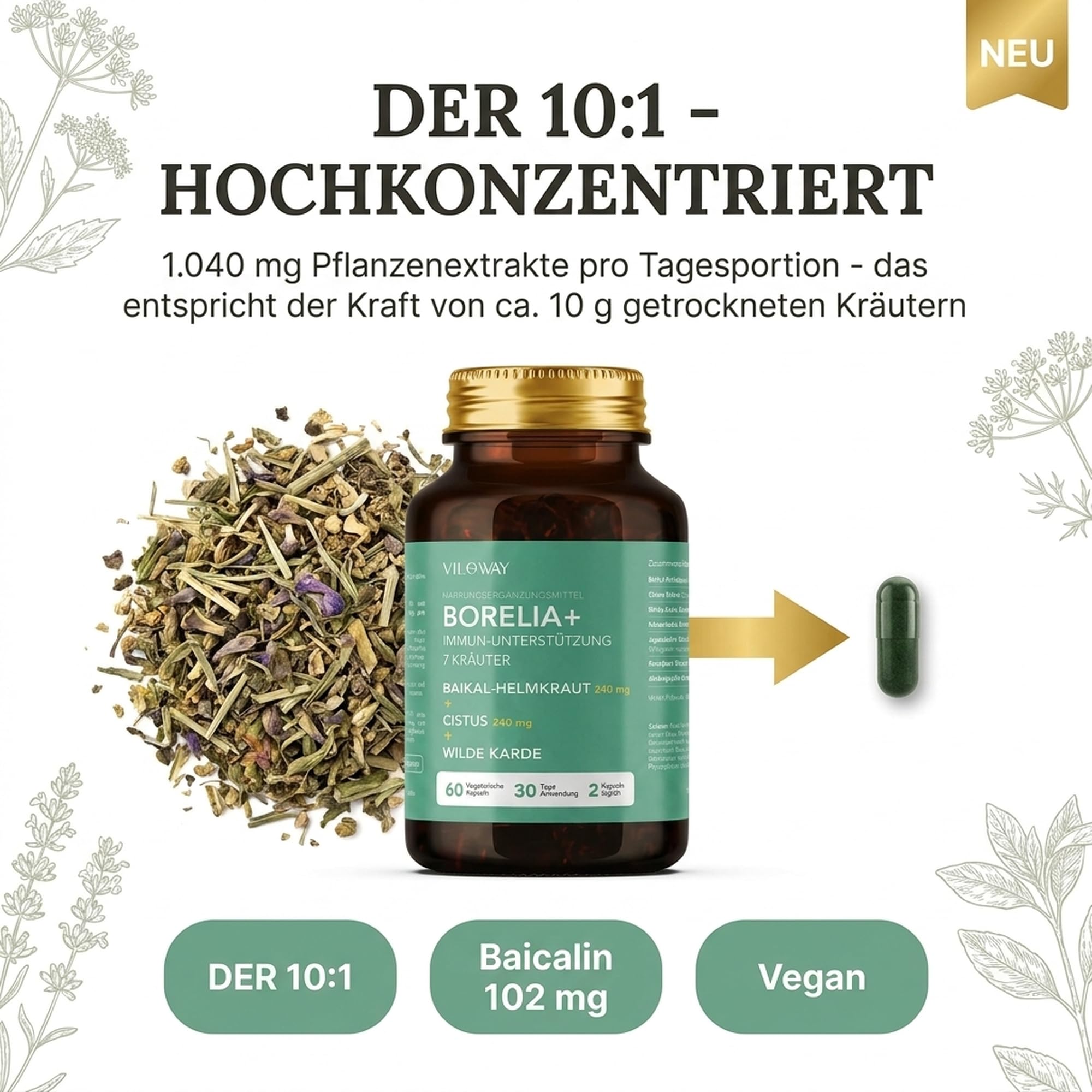 Borelia+ 7-Kräuter Komplex hochdosiert - Zistrose, Baikal-Helmkraut, Andrographis, Katzenkralle, Wilde Karde & Polygonum - DER 10:1 Extrakte mit Baicalin - 60 vegane Kapseln