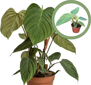 Generic Philodendron Fuzzy Petiole 4-Inch