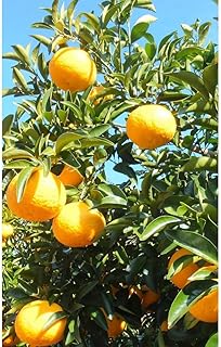 先行受付！訳アリ 清水の早生甘夏みかん 計8kg以上 痛み補償分付き◇