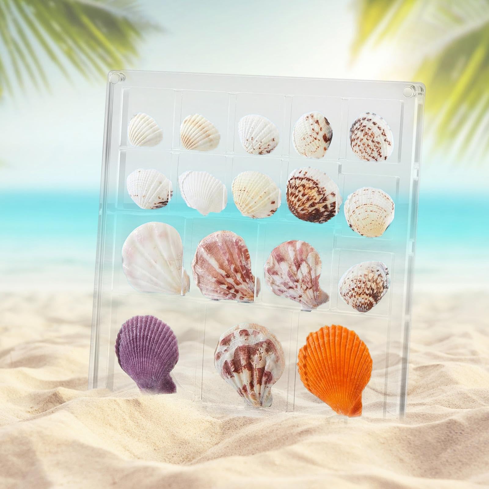Amazon｜アクリル貝殻ディスプレイボックス | 正方形磁気アクリル貝殻