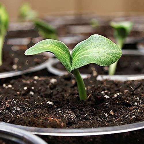 Miniatura 3 de Coast of Maine, 16qt (paquete de 10) mezcla de isla de brote, iniciador de semillas orgánicas y naturales para germinación de semillas y esquejes de