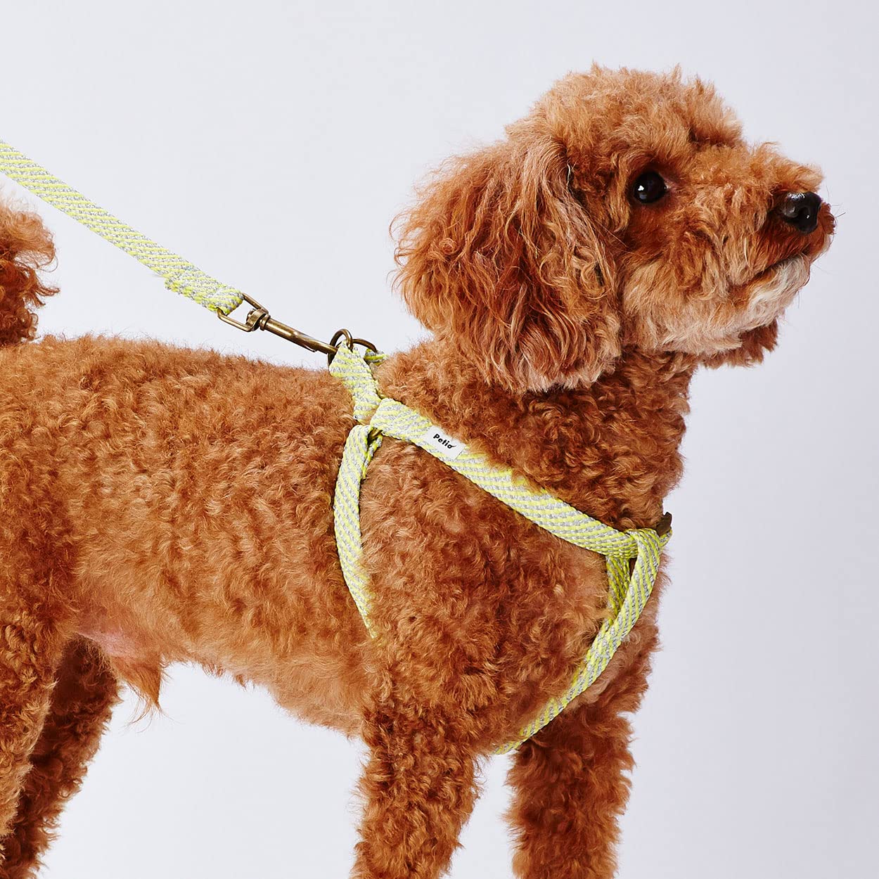 ペティオ フラッシュソフトリード S イエロー