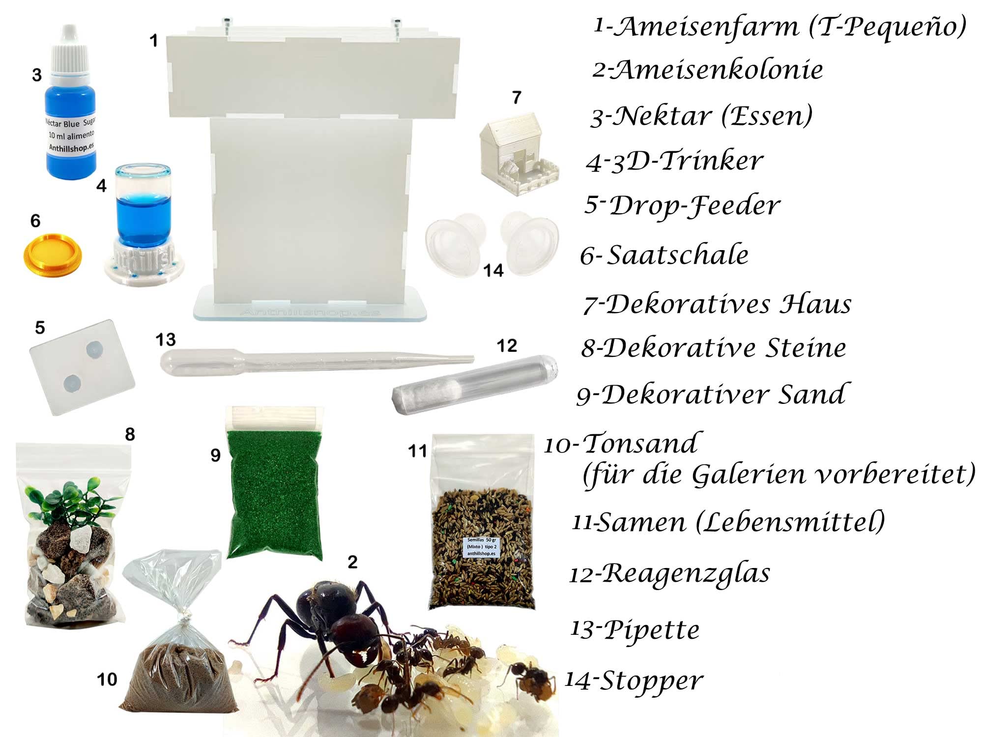 Natürliche Ameisenfarm aus Sand - Acryl T Kit 15x15x1,5cm【Ameisen kostenlos enthalten】