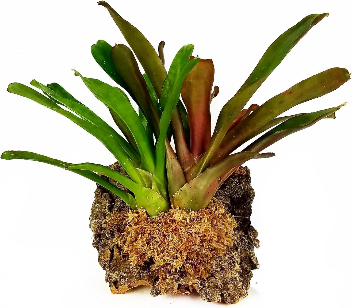 Musgo Sphagnum de fibra larga - 500 gramos - 1.3 libras