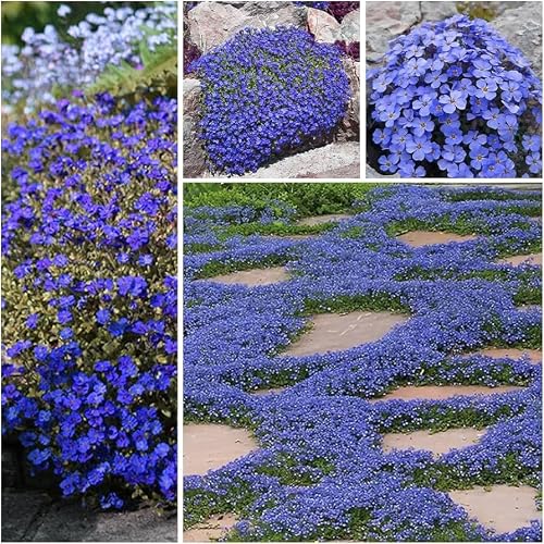 OrginBud Blue Creeping Thyme Seeds - 1000+ Seeds, Easy Planting Ground Cover