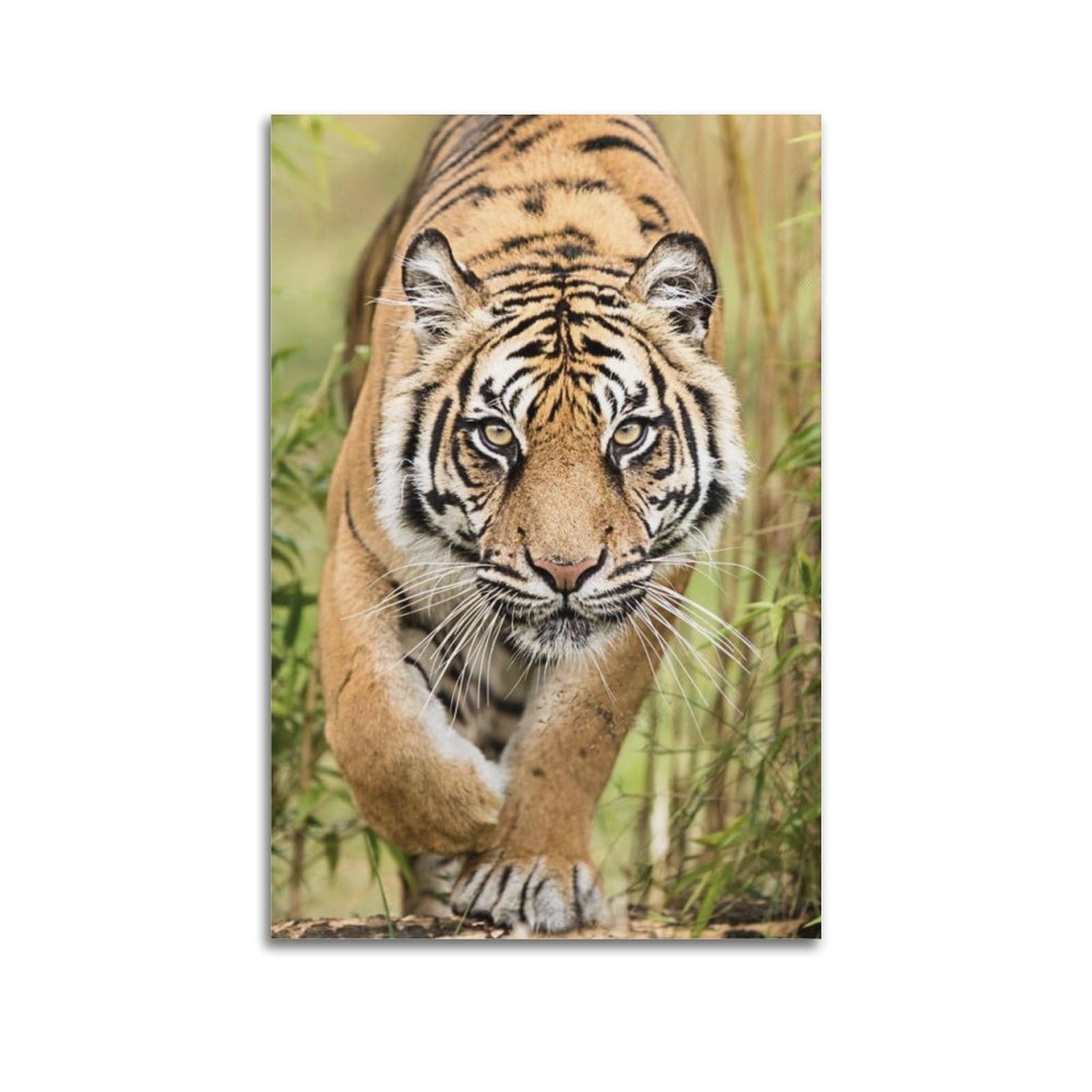 ZSZWHJ Wildlife Poster Sumatran Tiger Poster Decorative Painting Canvas Wall Posters And Art Picture Print Modern Family Bedroom Decor Posters 20x30inch(50x75cm)
