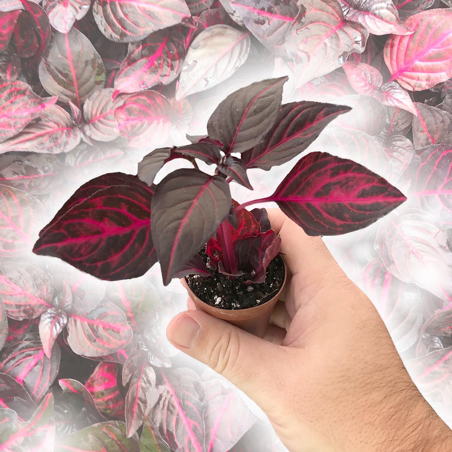 Bloodleaf Plant - Chicken Gizzard - 2 Live Starter Plants - Iresine Herbstii - Vibrant Maroon Foliage Colorful Tropical Easy Care Houseplant