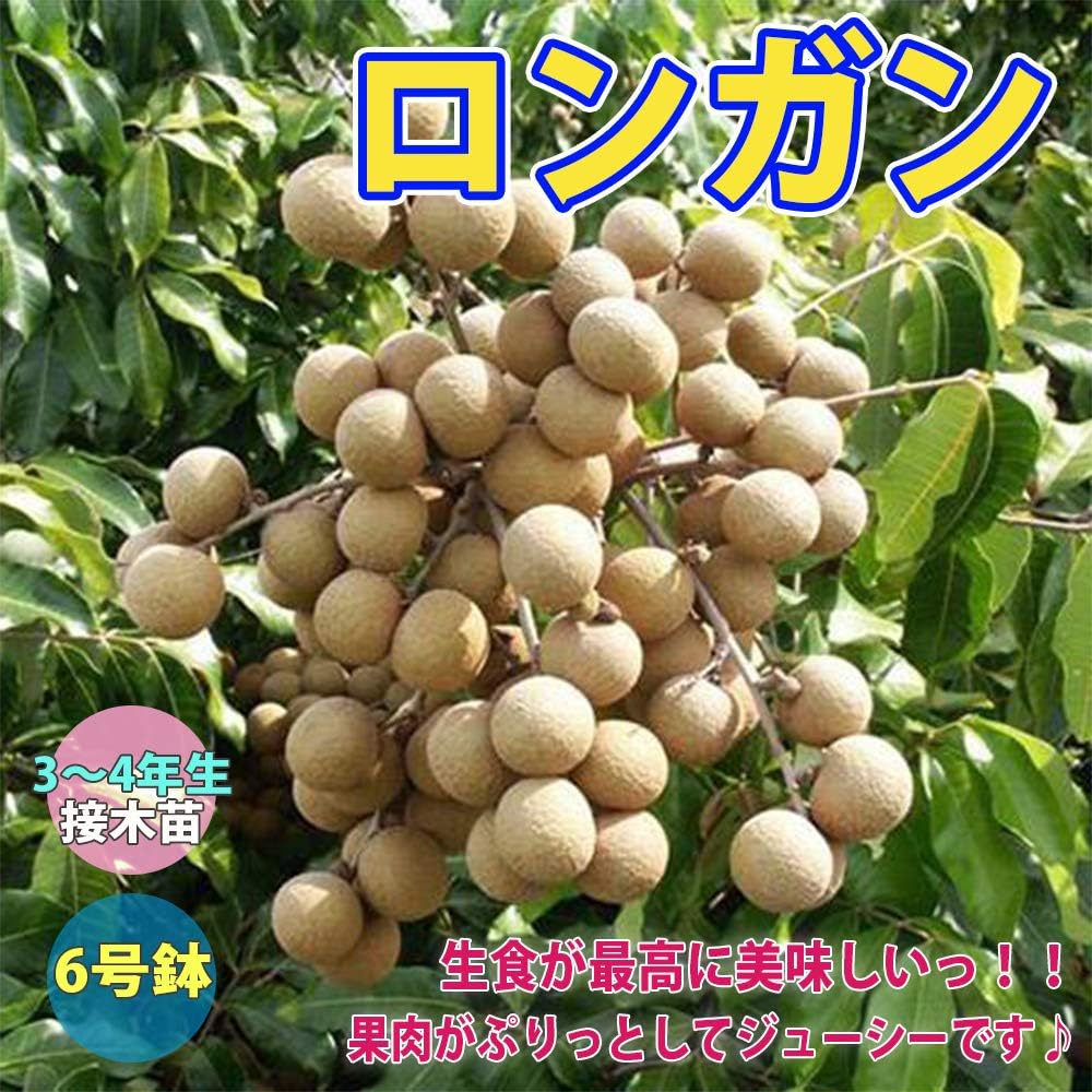 Amazon Co Jp ロンガン 竜眼 リュウガン の苗木 6号鉢接木苗 1本売り 鉢植えなのでそのまま栽培可能 果樹 3 4年生 接木苗 ムクロジ科三兄弟 ライチ ロンガン ランブータン の代表格で 台湾の国民的フルーツです 学名 Dimocarpus Longan L ムクロジ科