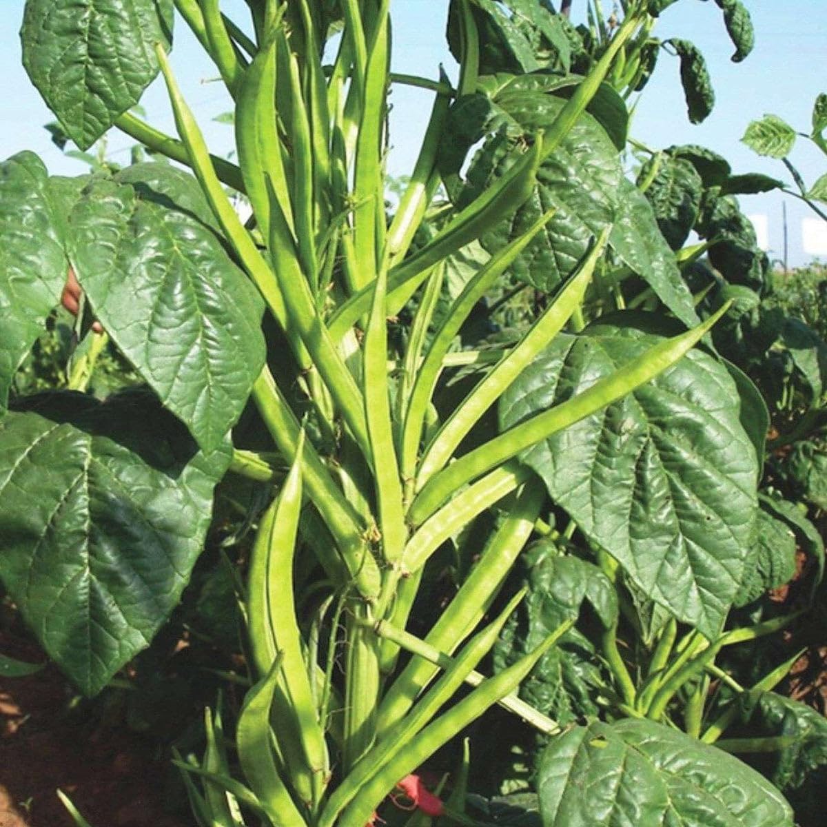 Gum Guar Vegetable Seeds Pack Of 50 (B0CKRQ95ZP) Amazon Price History, Amazon Price Tracker