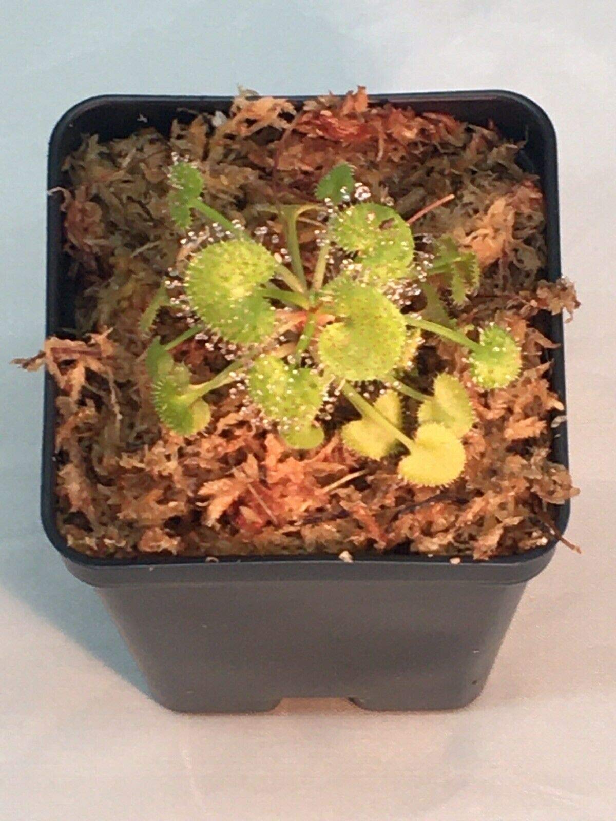 Buy Live Carnivorous Drosera prolifera Sundew Plant Rare in 2.5" Pot
