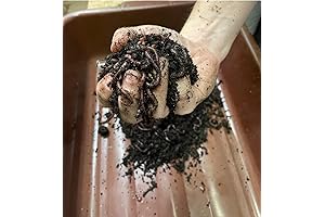 Live Horn Worms for Reptiles 25 Count