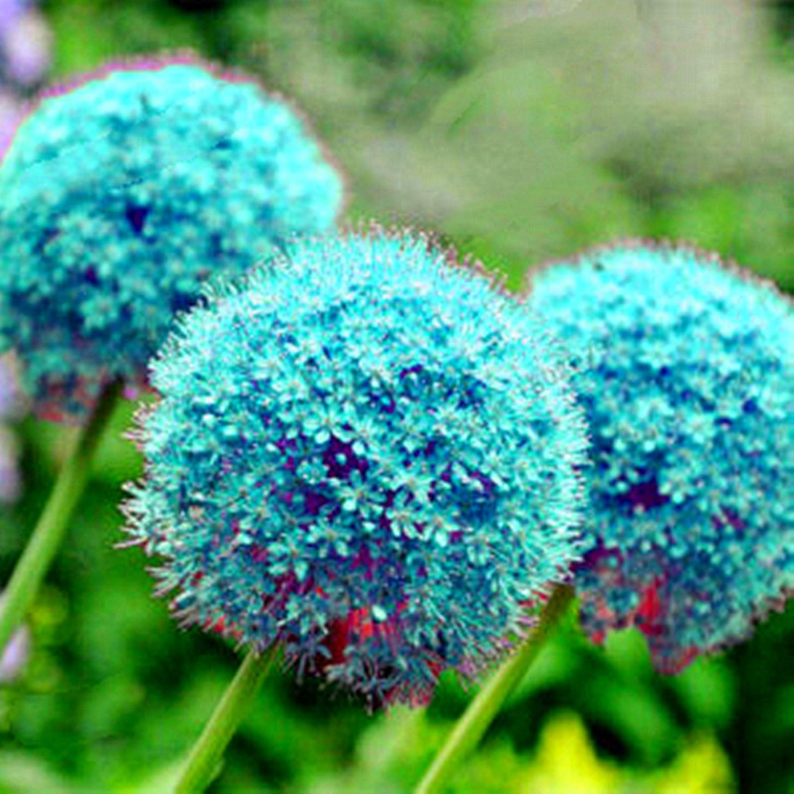 Allium Can Be Planted Now UK, Surprise Growth, Garden Decoration, No Watering Required, Fragrant Flowers, Suitable for Autumn-10 Rhizome-H