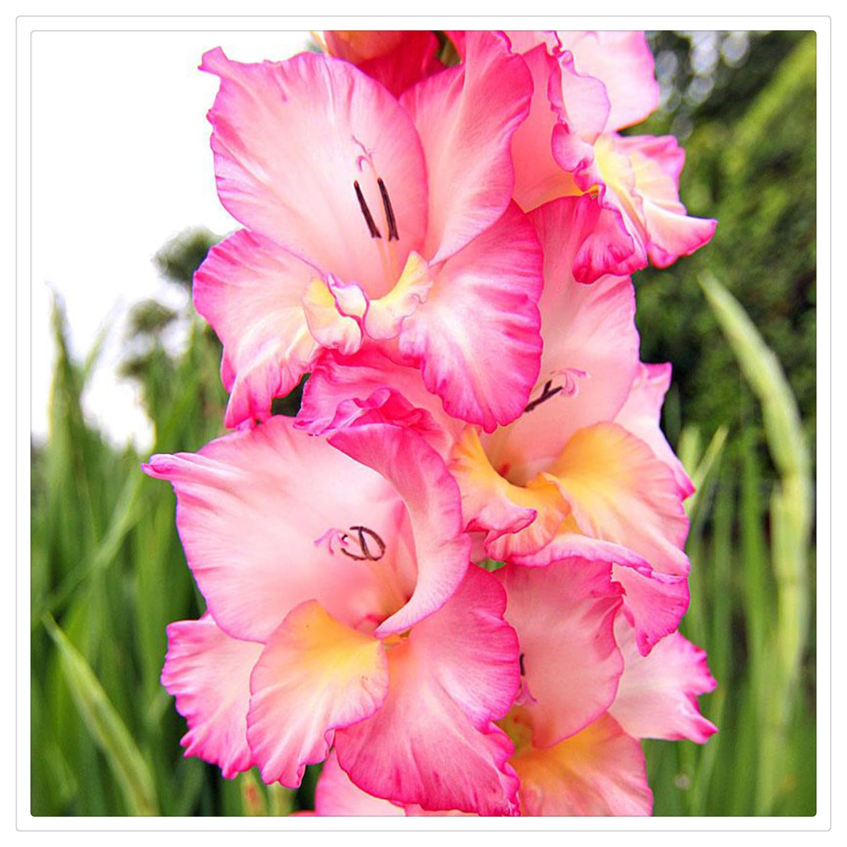 Gladiolen Rhizom-Premium Geschenke-Ausgefallenes Design-Elegant Modern-Begrenzte Auflage-15 Rhizom