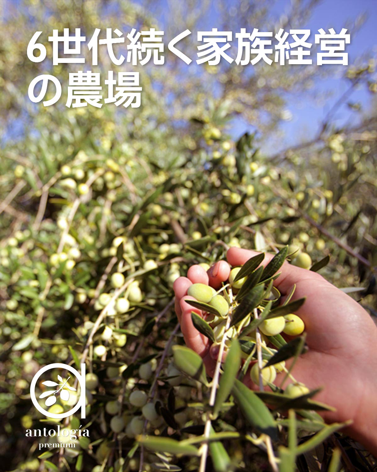 Amazon | Antologia (アントロジア) 2本セット オリーブオイル