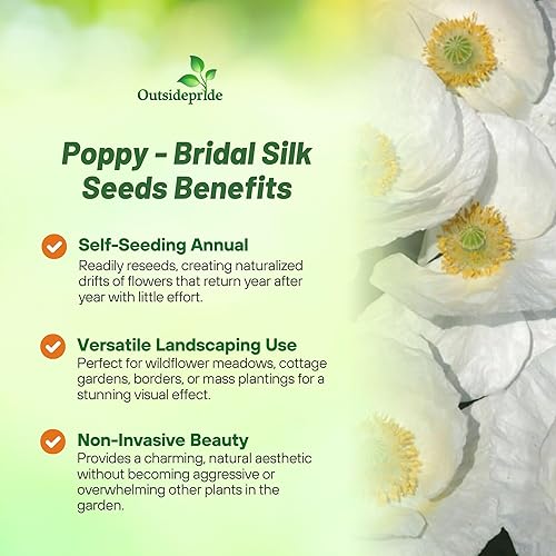 Miniatura 3 de Outsidepride Papaver Rhoeas - Flores de jardín de amapola blanca de seda anual, 500 semillas