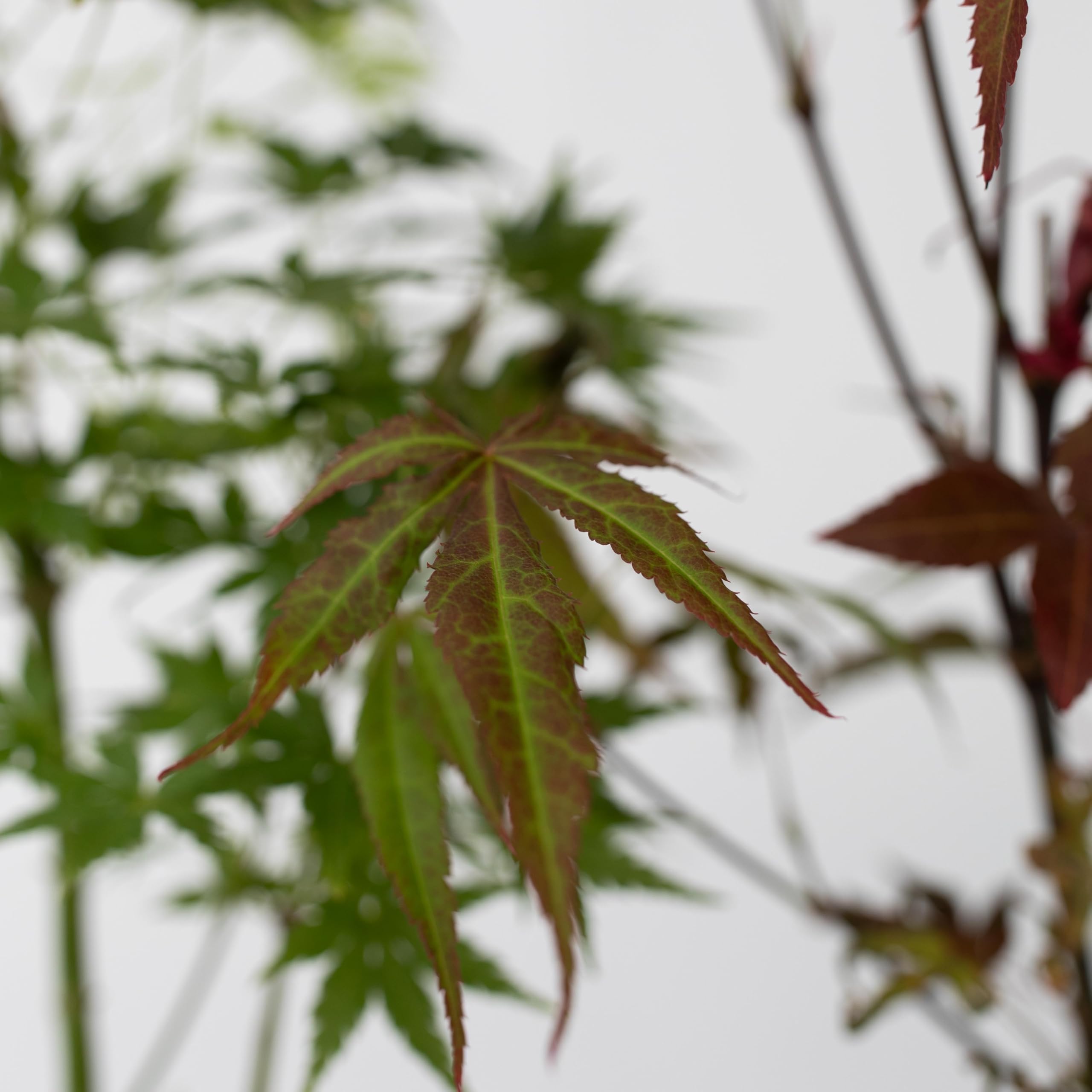 Plant in a Box - Arces japoneses resistentes al invierno - Set de 4 - Acer palmatum 'Atropurpureum', 'Going Green', 'Orange Dream', 'Butterfly' - Maceta 10,5cm - Altura 25-40cm