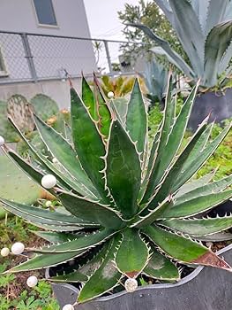 Amazon.co.jp: 超特大 アガベ ホリダ ペロテンシス 実生苗 地植え株