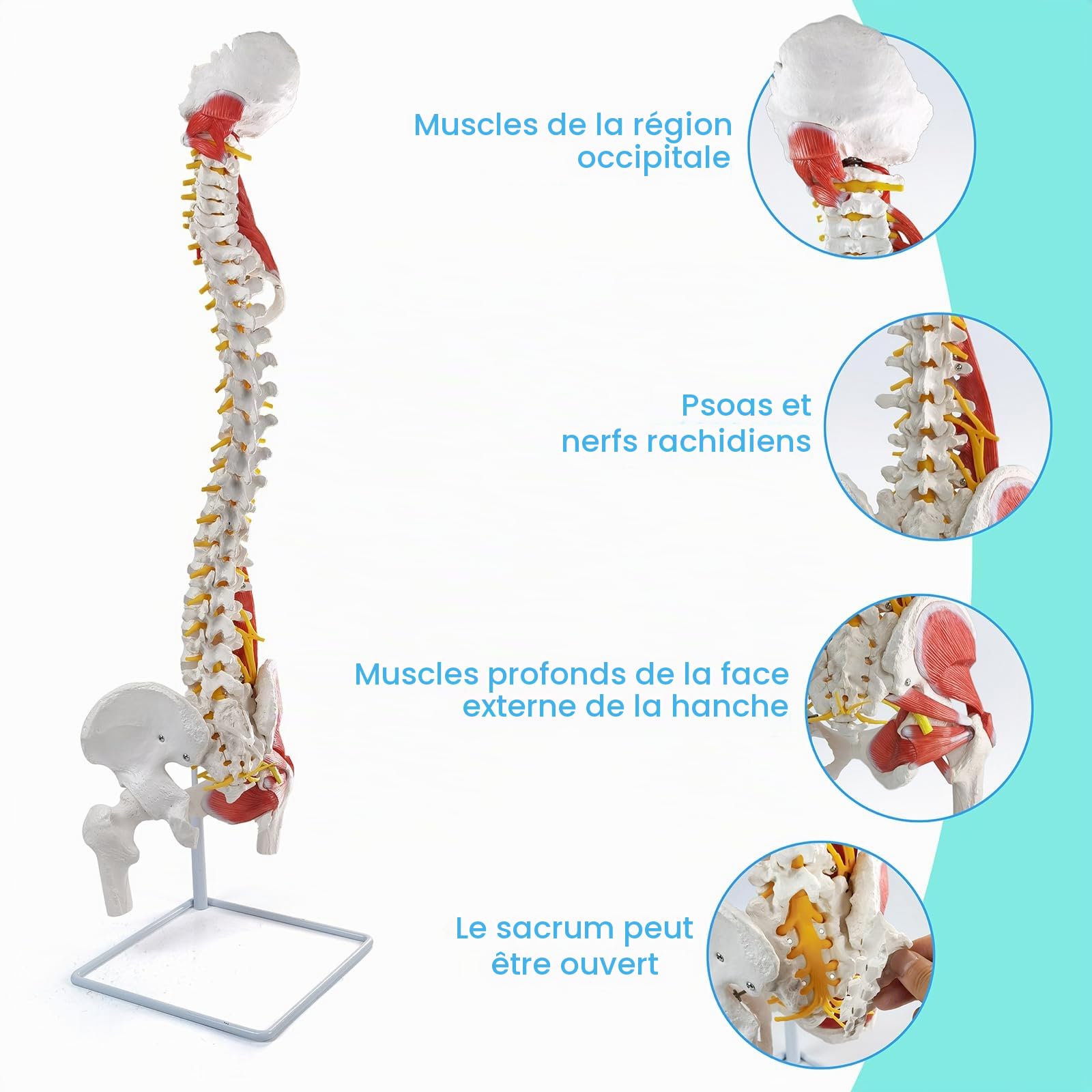 Modèle de colonne vertébrale humaine flexible avec muscles, 85 cm, modèle anatomique de colonne vertébrale avec moelle épinière flexible, vertèbres, nerfs, artères, lombaires