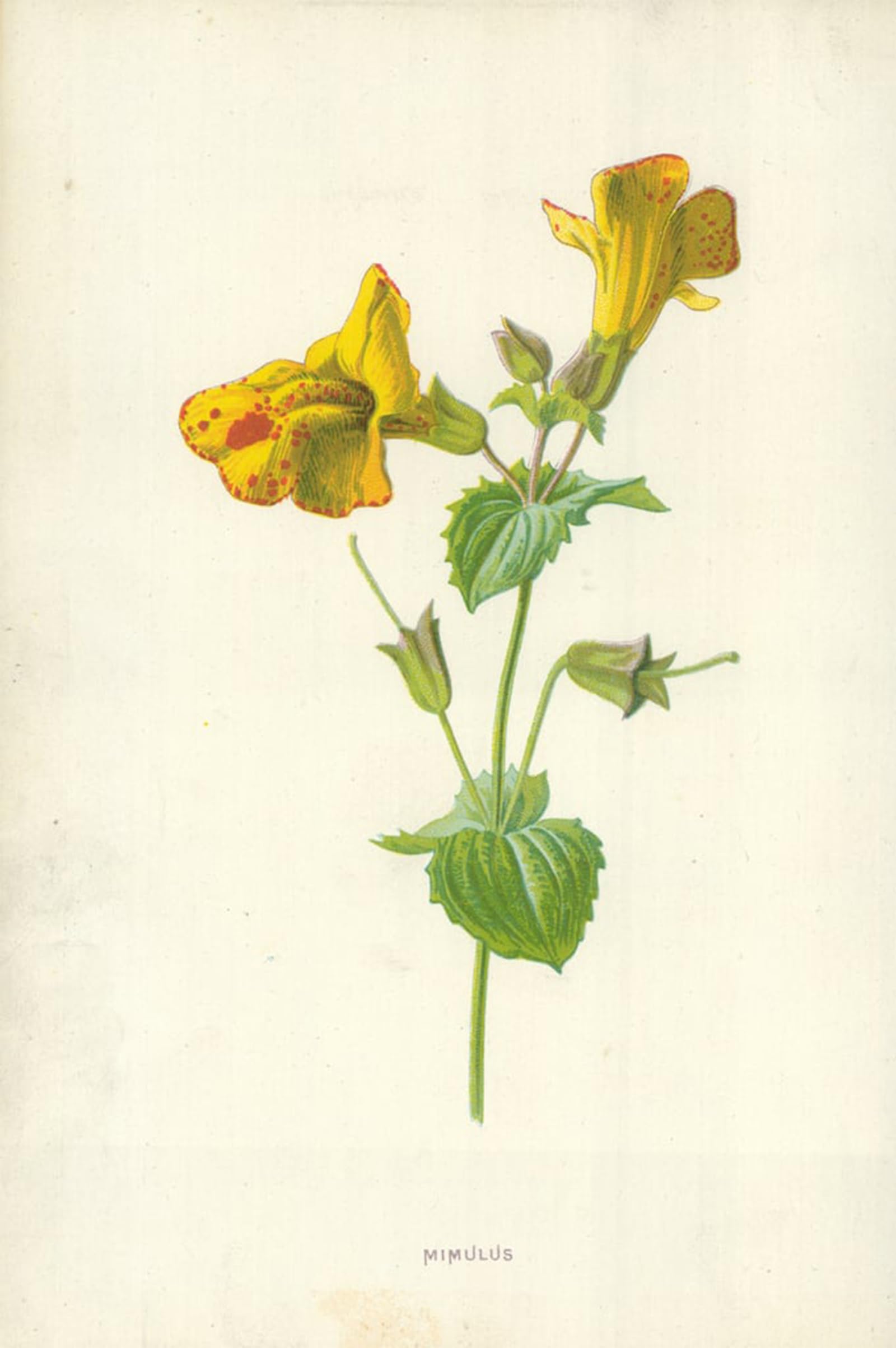 Affiche vintage Mimulus Hulme solution pour mur vide deco chambre 60x90cm - 5