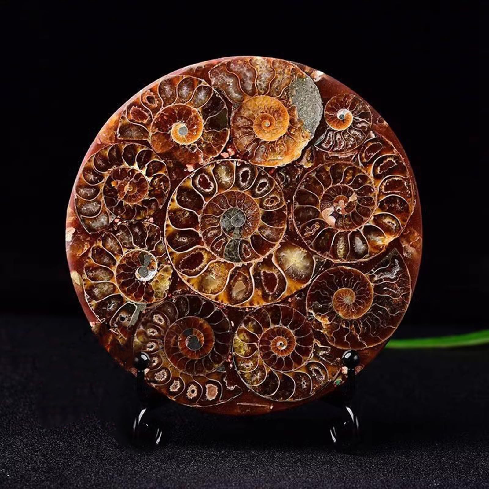 Fósil de Disco de amonita Natural decoración de sanación Adornos enseñanza científica espécimen de Concha Regalo,Metálico,11cm