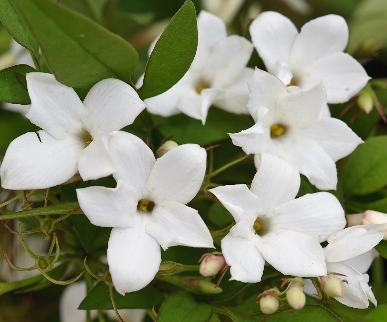 Amazon.com : Poet's Jasmine, Jasmine Officinale 6-12