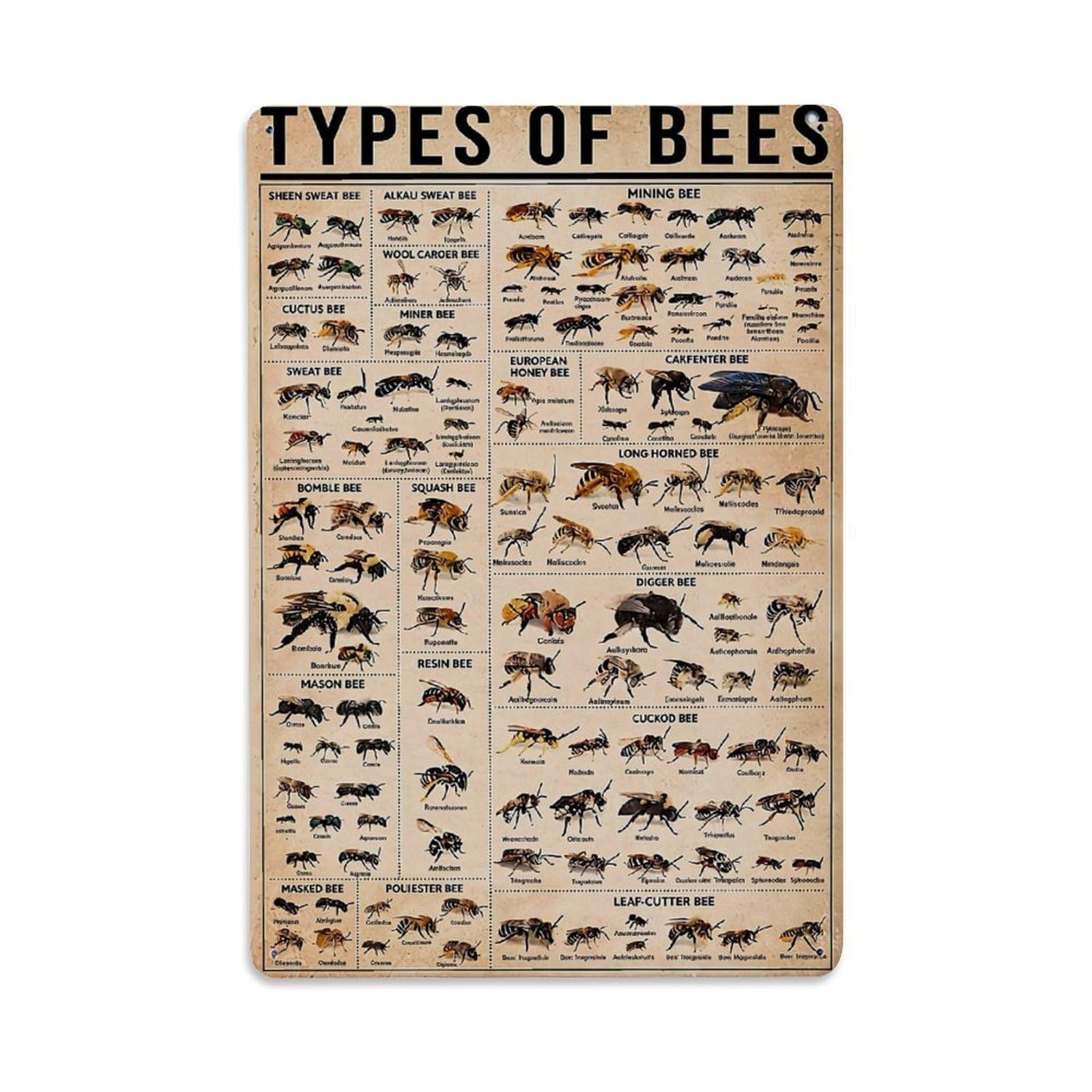 Types Of Bees Chart Retro Metal Tin Sign, Vintage Metal Poster for home, Gaming Room, Studio Workshop,Bar,Garage Wall Art Decor 8x12 Inch