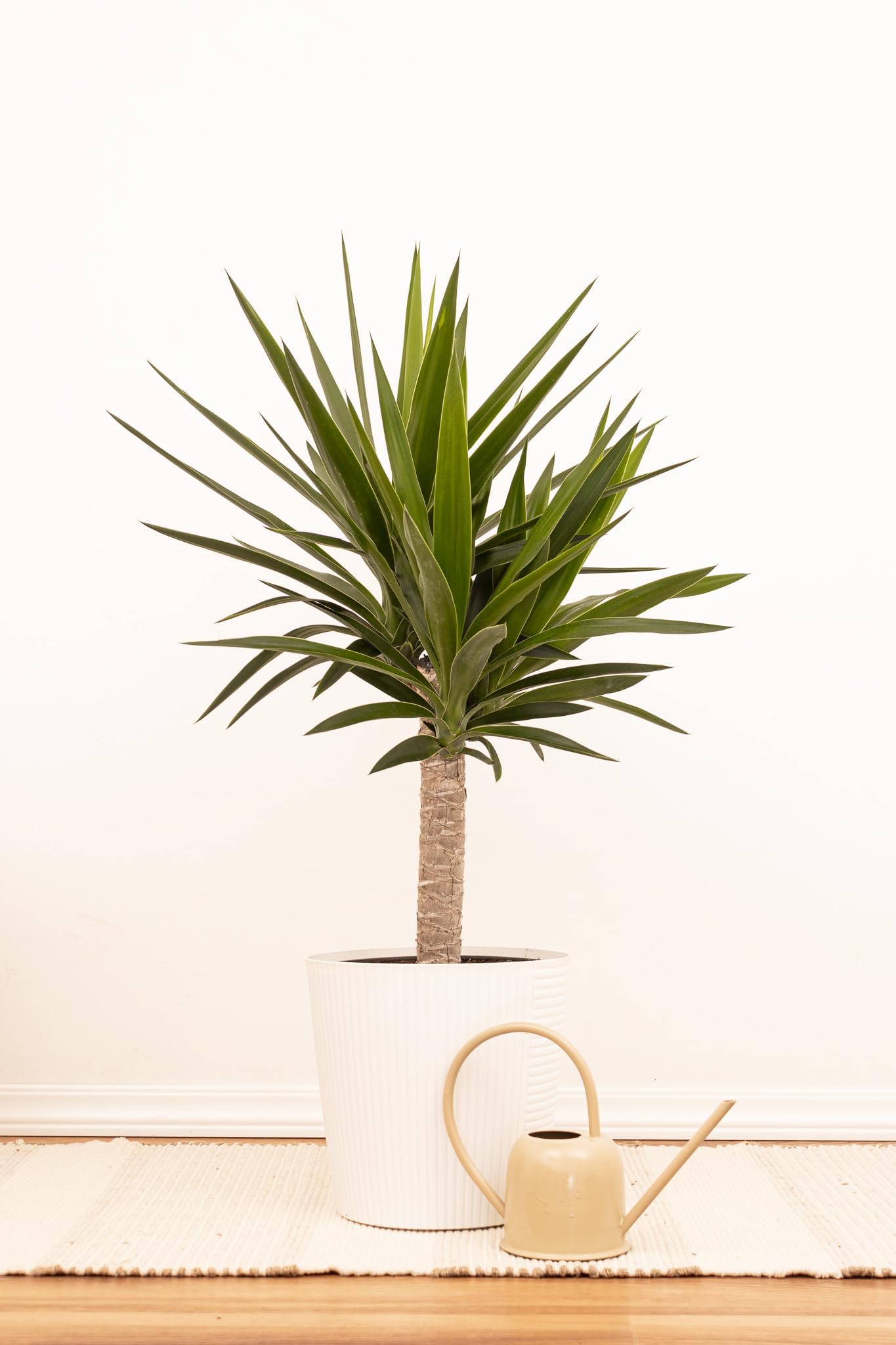buy pink princess philodendron seeds Buy Philodendron 'Pink Princess'