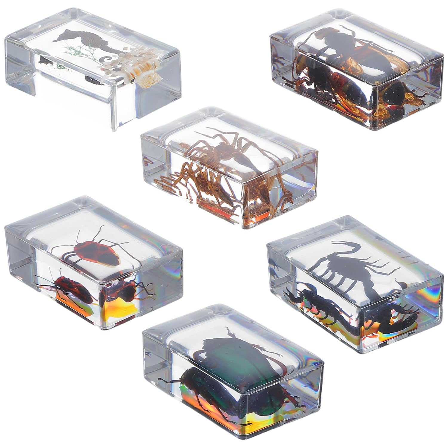 6pcs Insect Specimen Paperweights in Resin for Biology Science Education, Animal Bug Collection Display Set for Classroom Teaching and Office Decor